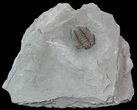 Detailed Flexicalymene Trilobite In Shale - Ohio #52667-2